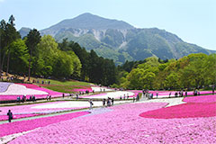 芝桜の丘