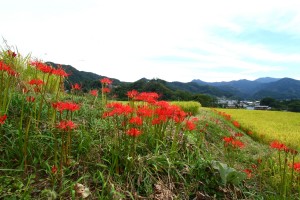 彼岸花 02