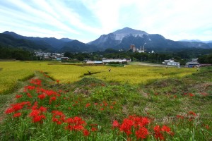 彼岸花 01