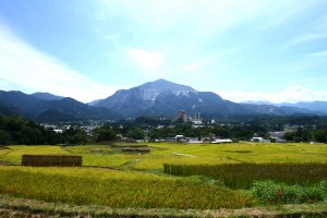 彼岸花 06