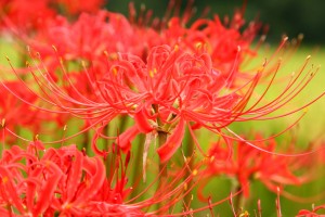 彼岸花 03